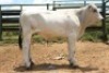 1X CHIANINA MALE CIAMKC 220073 Kadash Chianinas