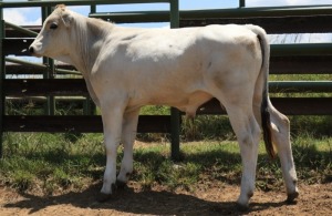 1X CHIANINA MALE CIAMKC 220075 Kadash Chianinas