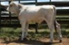 1X CHIANINA MALE CIAMKC 220075 Kadash Chianinas