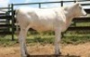 1X CHIANINA FEMALE CIAFLC 220085 Kadash Chianinas