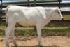 1X CHIANINA FEMALE CIAFLC 230090 Kadash Chianinas