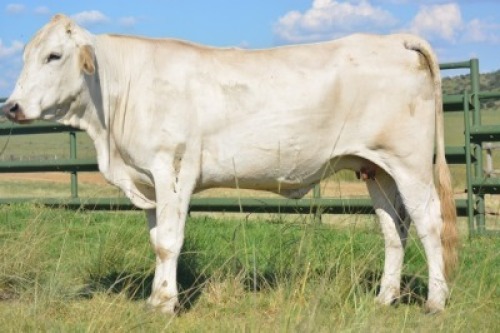 POENA - 1+1X CHIANINA PREGNANT FEMALE ( 3 in 1) CIAFLC 180047 Kadash Chianinas