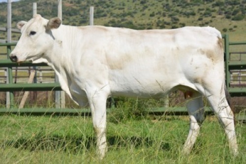 1+1X CHIANINA FEMALE CIAFLC 190063 Kadash Chianinas