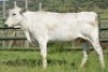 1+1X CHIANINA FEMALE CIAFLC 190063 Kadash Chianinas
