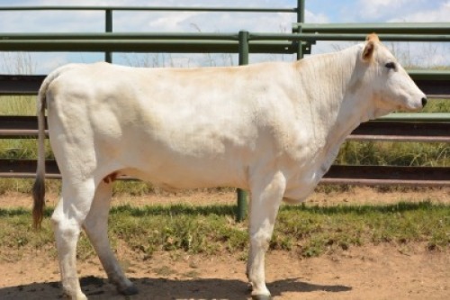 1X CHIANINA PREGNANT FEMALE CIAFLC 160021 Kadash Chianinas
