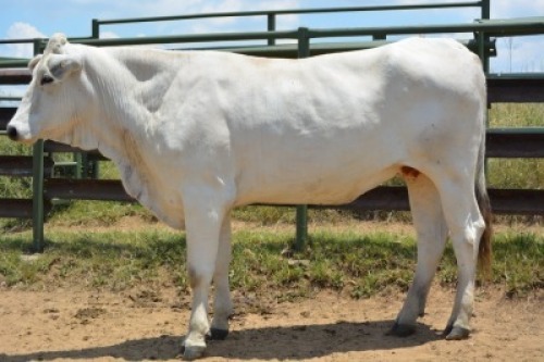 1X CHIANINA PREGNANT FEMALE CIAFLC 180045 Kadash Chianinas