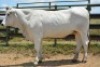 1X CHIANINA PREGNANT FEMALE CIAFLC 180045 Kadash Chianinas