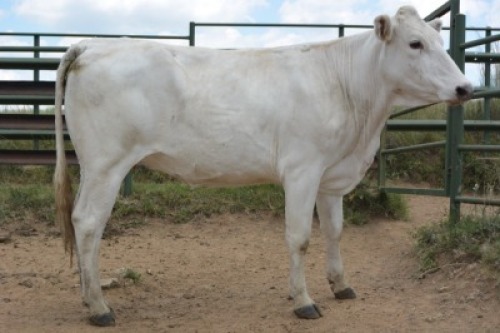 1X CHIANINA PREGNANT FEMALE CIAFLC 180048 Kadash Chianinas