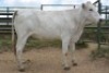 1X CHIANINA PREGNANT FEMALE CIAFLC 180048 Kadash Chianinas