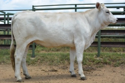 1X CHIANINA PREGNANT FEMALE CIAFLC 180057 Kadash Chianinas