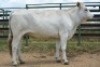 1X CHIANINA PREGNANT FEMALE CIAFLC 180057 Kadash Chianinas