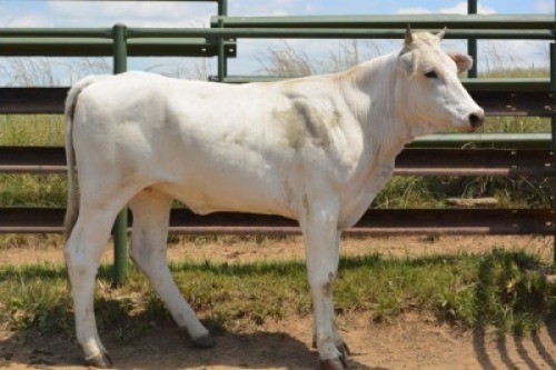 1X CHIANINA FEMALE CIAFLC 210083 Kadash Chianinas