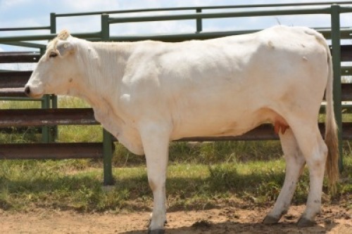 1X CHIANINA PREGNANT FEMALE CIAFLC 200066 Kadash Chianinas