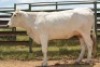 1X CHIANINA PREGNANT FEMALE CIAFLC 200066 Kadash Chianinas