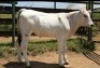 1X CHIANINA FEMALE CIAFKC 230082 Kadash Chianinas