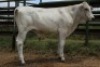 1X CHIANINA MALE CIAMKC 220071 Kadash Chianinas
