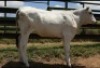 1X CHIANINA FEMALE CIAFKC 220064 Kadash Chianinas