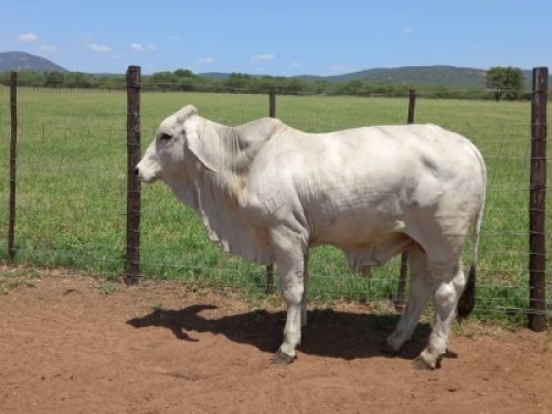1X Brahman White Bull Johannes Mokoka