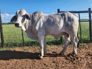 1X Brahman White Bull Johannes Mokoka