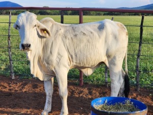 1X Brahman White Cow Johannes Mokoka