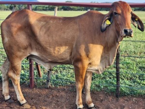 1X Brahman Red Cow Johannes Mokoka