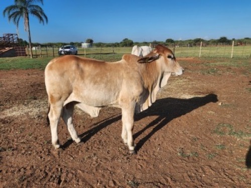 1X Brahman Red Bull Johannes Mokoka