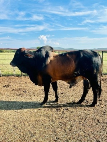 1X Brahman Red Bull Johannes Mokoka