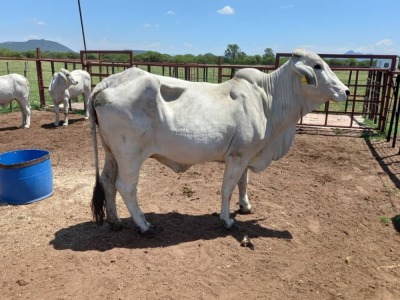 1X Brahman white Cow Johannes Mokoka