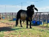 1X Brahman Grey Bull Johannes Mokoka