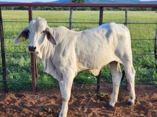 1X Brahman White Heifer Johannes Mokoka