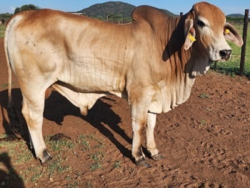 1X Brahman Red Bull Johannes Mokoka