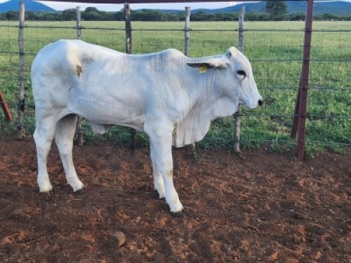 1X Brahman White Heifer Johannes Mokoka