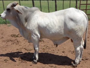 1X Brahman White Bull Johannes Mokoka