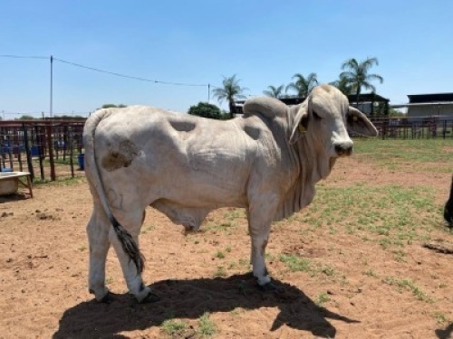 1X Brahman White Bull Johannes Mokoka