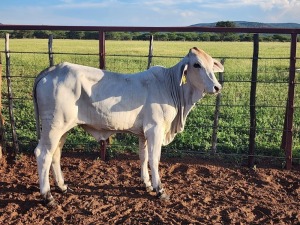 1X Brahman White Heifer Johannes Mokoka