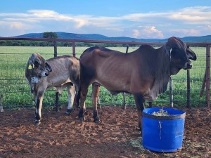 1+1X Brahman Red with a bull Cow & Calf Johannes Mokoka