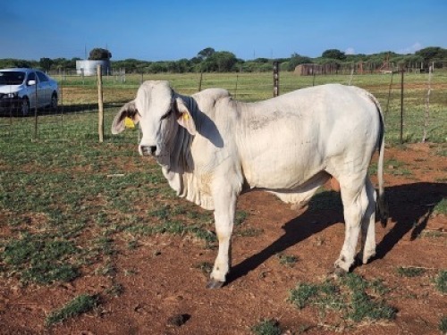 1X Brahman White Bull Johannes Mokoka