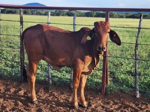 1X Brahman Red Heifer Johannes Mokoka