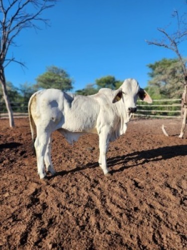 1X Brahman White Bull Johannes Mokoka