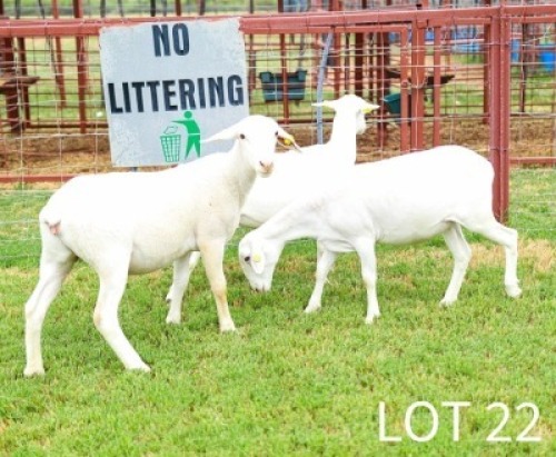 3+1X White Dorper Ewe & Lamb Japhta Kuhanga