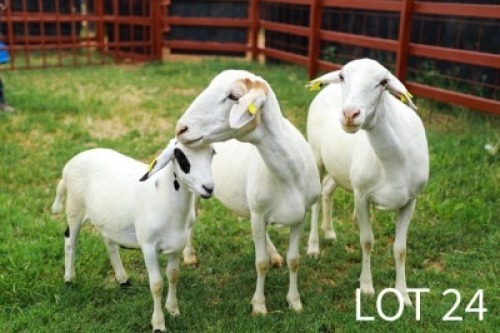2+1X Meatmaster Ewe & Lamb Japhta Kuhanga