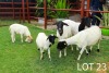 3+2X Dorper Ewe & Lamb Japhta Kuhanga