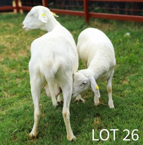 1+1X Van Rooyen Ewe & Lamb Japhta Kuhanga