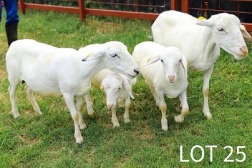 2+2X White Dorper Ewe & Lamb Japhta Kuhanga