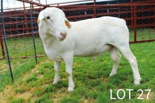 1X White Dorper Ram Japhta Kuhanga
