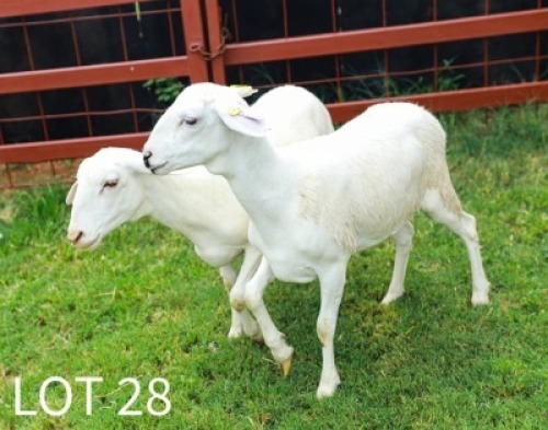2X White Dorper Ewe Japhta Kuhanga
