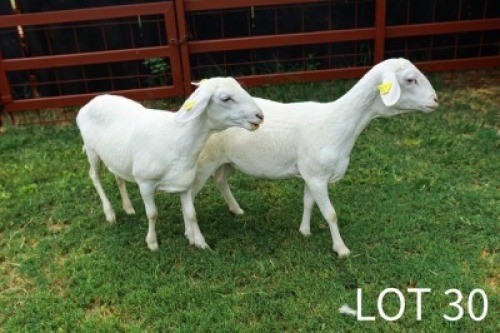 2X Van Rooyen Ewe Japhta Kuhanga