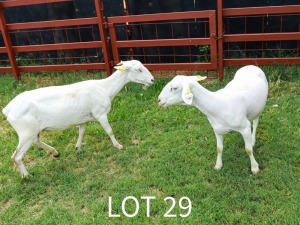 2X White Dorper Ewe Japhta Kuhanga