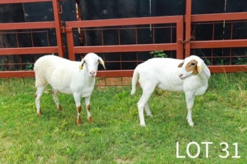 2X Meatmaster Ewe Japhta Kuhanga