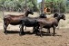 4X MEATMASTER EWE (Pay per Animal to take all in lot)